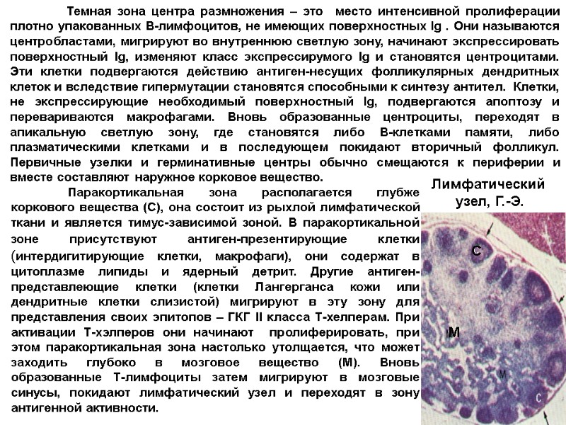 Лимфатический  узел, Г.-Э.  Темная зона центра размножения – это  место интенсивной